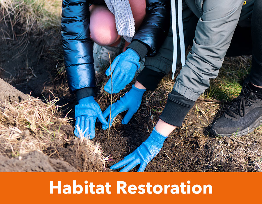 Habitat Restoration image